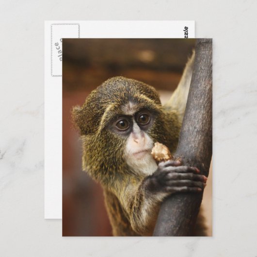 サル ポストカード (正面/裏面)