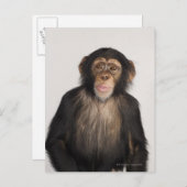 サル ポストカード (正面/裏面)