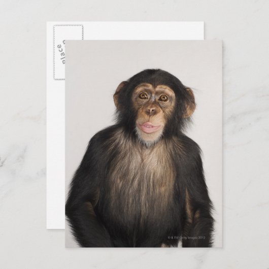 サル ポストカード (正面/裏面)