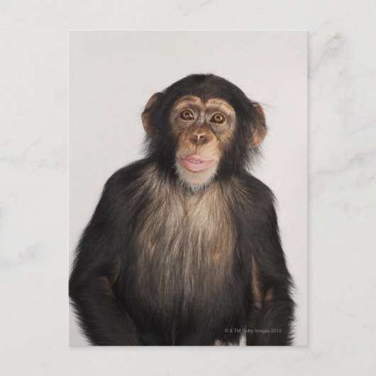 サル ポストカード (正面)