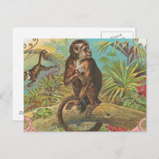 サル ポストカード (正面/裏面)