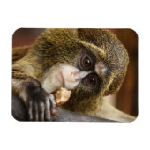 サル マグネット (横)