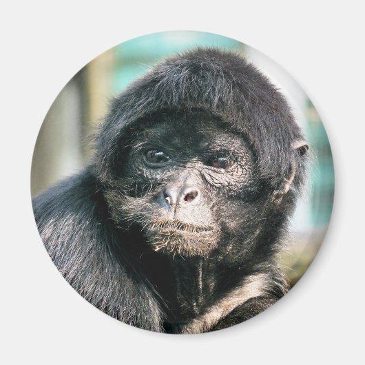 サル マグネット (正面)