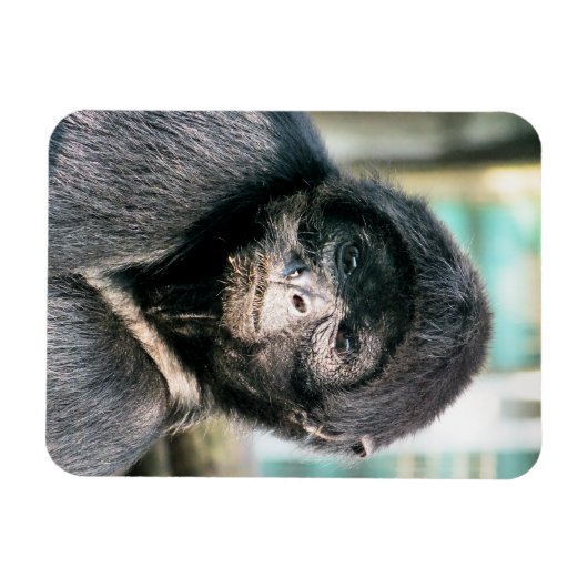 サル マグネット (横)