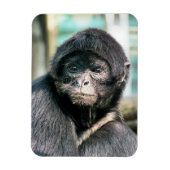 サル マグネット (縦)