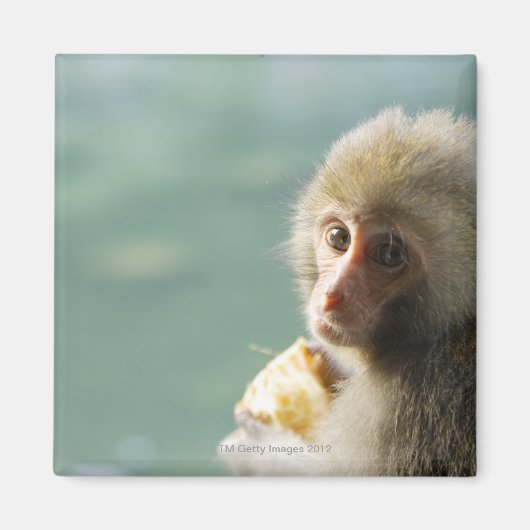 サル マグネット (正面)