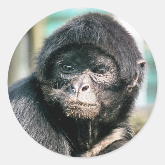 サル ラウンドシール (正面)