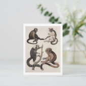 サル（色のリトボ） ポストカード (スタンド正面)