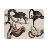 サル(色のリトボ) マグネット (横)