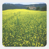 サンの美しい黄色の花の畑 スクエアシール (正面)