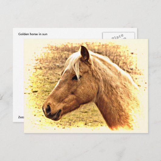 サンアニマルポストカードに金色の茶色の馬 ポストカード (正面/裏面)