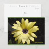 サンオンザイエローデイジー | ブルービーチソング™はがき ポストカード (正面/裏面)