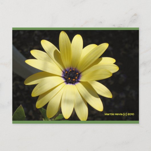 サンオンザイエローデイジー | ブルービーチソング™はがき ポストカード (正面)