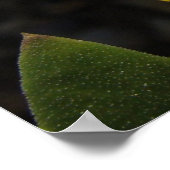 サンオンザイエローデイジー ポスター (角)