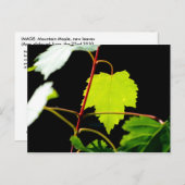 サンカクバイ ポストカード (正面/裏面)