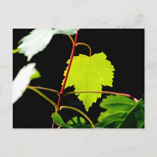 サンカクバイ ポストカード (正面)