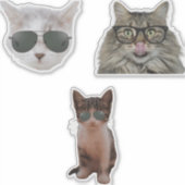 サンガカッコいいラスをかぶった猫 シール (正面)