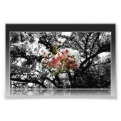 サンキスさくらんぼ花 フォトプリント            (正面)