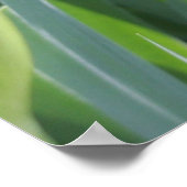 サンキスのピンクのアイリスの花 ポスター (角)