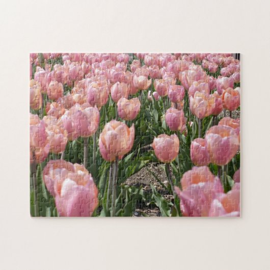 サンキス・ピンク・チューリップ ジグソーパズル (横)