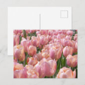 サンキス・ピンク・チューリップ ポストカード (正面/裏面)