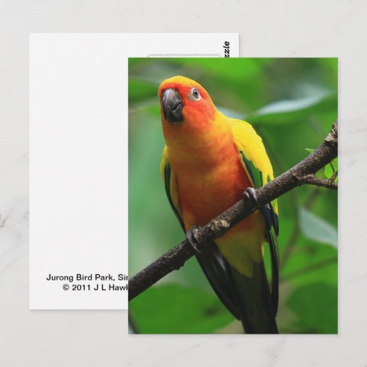 サンキュア鳥 ポストカード (正面/裏面)