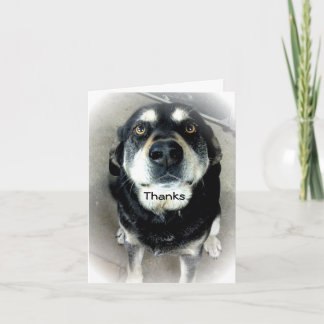 サンキュードッグ サンキューカード