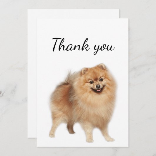 サンキューポメラニア犬ドッグペット動物 サンキューカード (正面/裏面)
