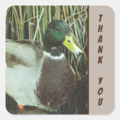 サンキューマラードアヒルの写真自然鳥 スクエアシール (正面)