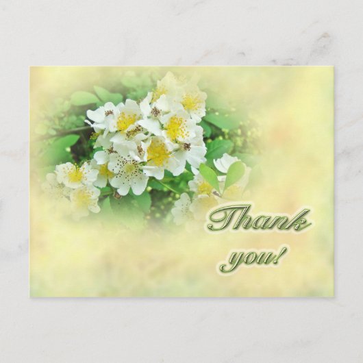 サンキューマルチフローラバラ ポストカード (正面)