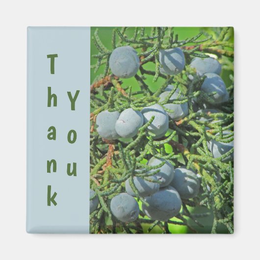 サンキュー春パインベリー写真鑑賞 マグネット (正面)