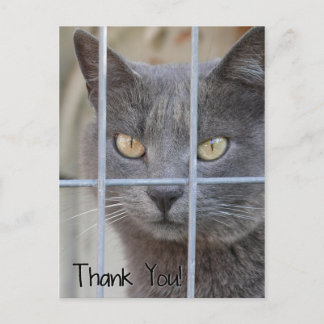 サンキュー!キャット ポストカード
