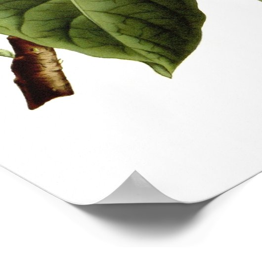 サンギネア ポスター (角)