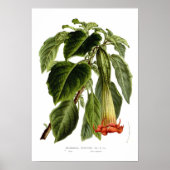 サンギネア ポスター (正面)