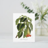 サンギネア ポストカード (スタンド正面)