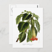 サンギネア ポストカード (正面/裏面)