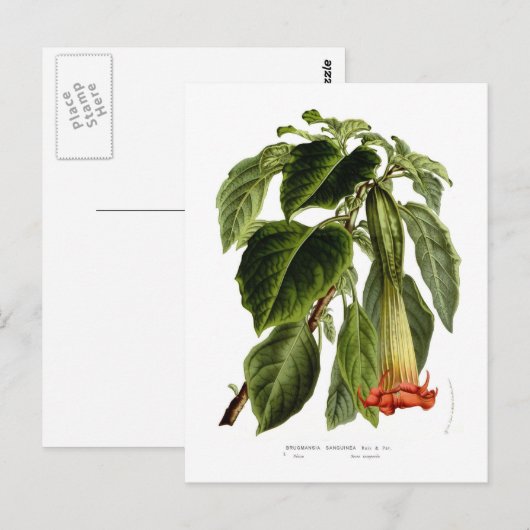 サンギネア ポストカード (正面/裏面)