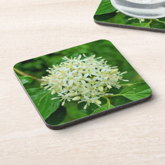 サンギネヤ コースター (左側)