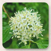 サンギネヤ コースター (正面)