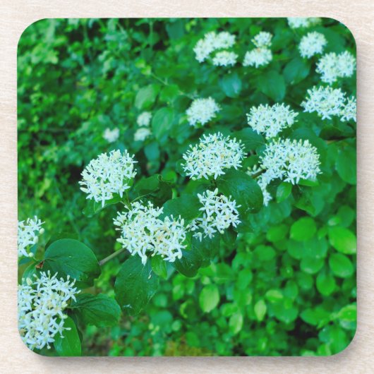 サンギネヤ コースター (正面)