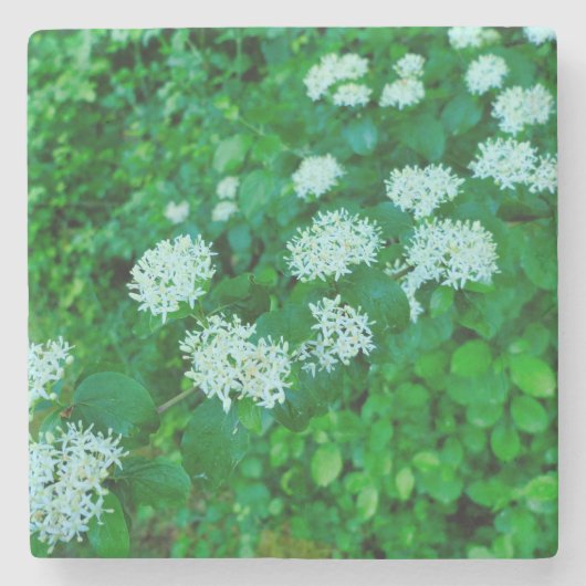 サンギネヤ ストーンコースター (正面)