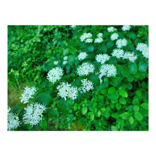 サンギネヤ フォトプリント            (正面)