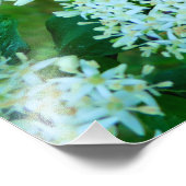 サンギネヤ フォトプリント            (角)