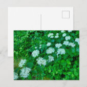 サンギネヤ ポストカード (正面/裏面)