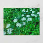 サンギネヤ ポストカード (正面)