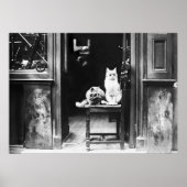 サングラスと白黒のヴィンテージを着た猫 ポスター (正面)