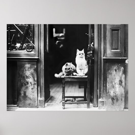 サングラスと白黒のヴィンテージを着た猫 ポスター (正面)