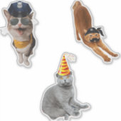 サングラスをかけている猫 シール (正面)