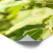 サングラスオンサンフラワー ポスター (角)