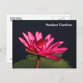 サンケンガーデンズピンクのスイレン#90N 090 ポストカード (正面/裏面)